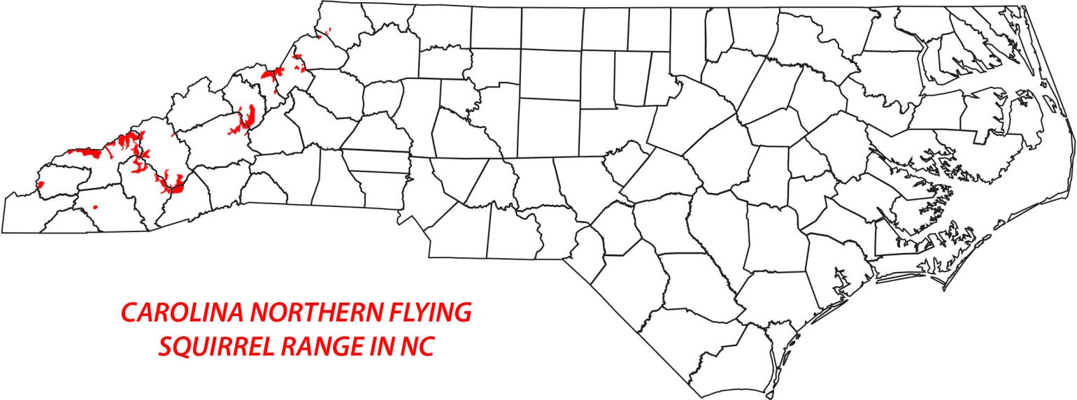 Carolina Northern Flying Squirrel NC Wildlife carolina-northern-flying-squirrel-nc-wildlife